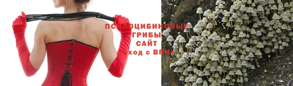 прущие грибы Баксан